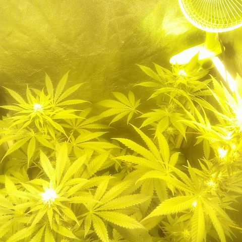 W6 #4 growlog timeline photo