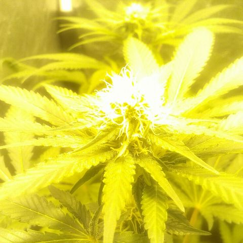W6 #4 growlog timeline photo