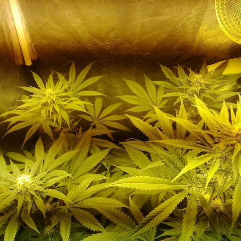 W6 #4 growlog timeline photo