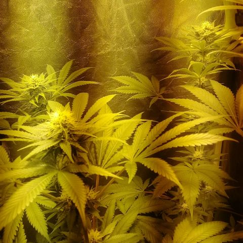 W6 #4 growlog timeline photo