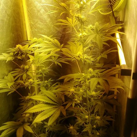 W6 #4 growlog timeline photo