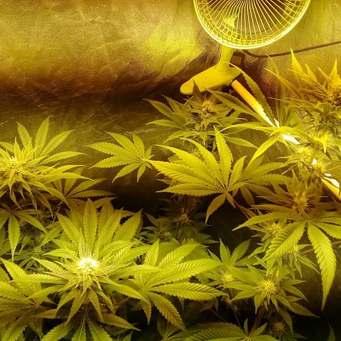 W6 #4 growlog timeline photo