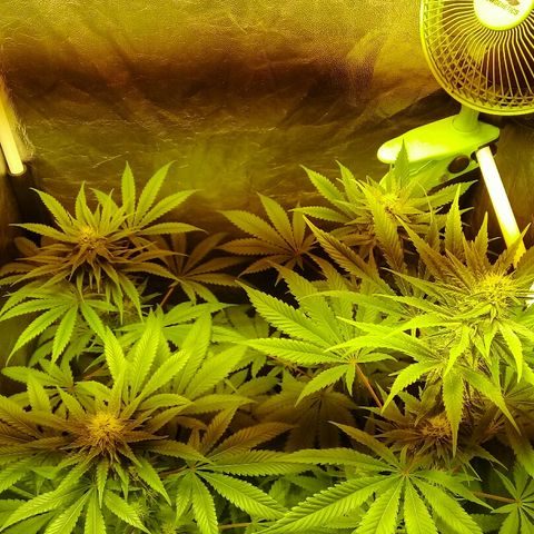 W6 #4 growlog timeline photo