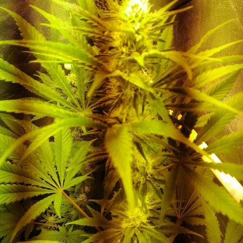 W6 #4 growlog timeline photo