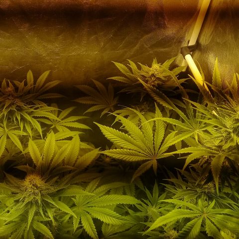 W6 #4 growlog timeline photo