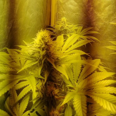 W6 #4 growlog timeline photo