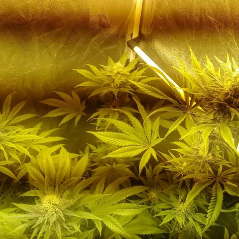 W6 #4 growlog timeline photo