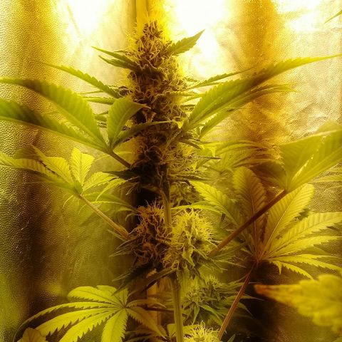 W6 #4 growlog timeline photo