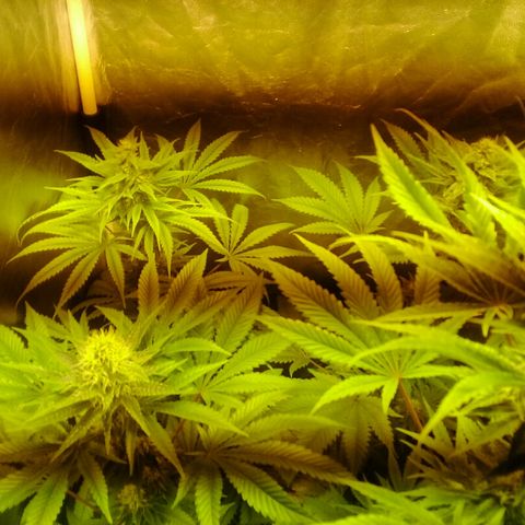 W6 #4 growlog timeline photo
