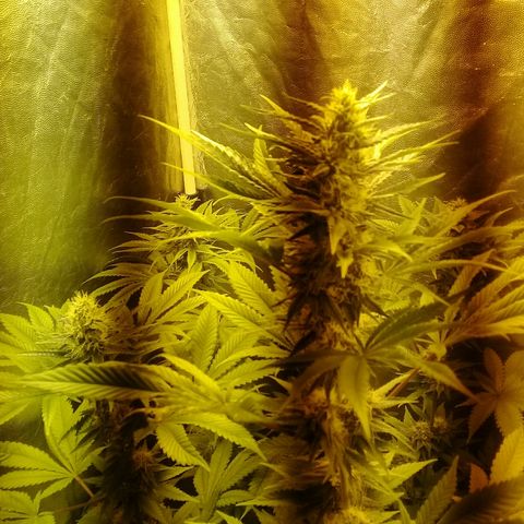 W6 #4 growlog timeline photo
