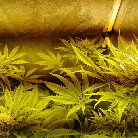 W6 #4 growlog timeline photo
