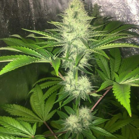 W6 #4 growlog timeline photo