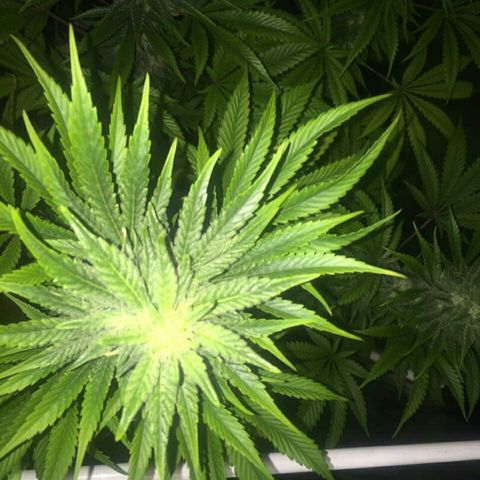 W6 #4 growlog timeline photo