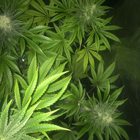 W6 #4 growlog timeline photo