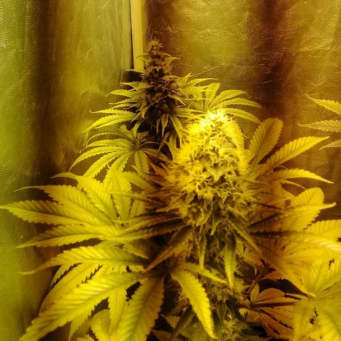 W6 #4 growlog timeline photo