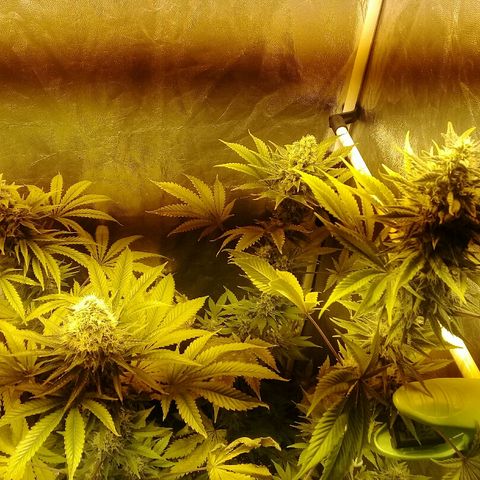 W6 #4 growlog timeline photo