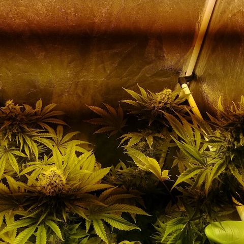 W6 #4 growlog timeline photo
