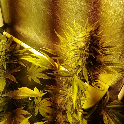W6 #4 growlog timeline photo