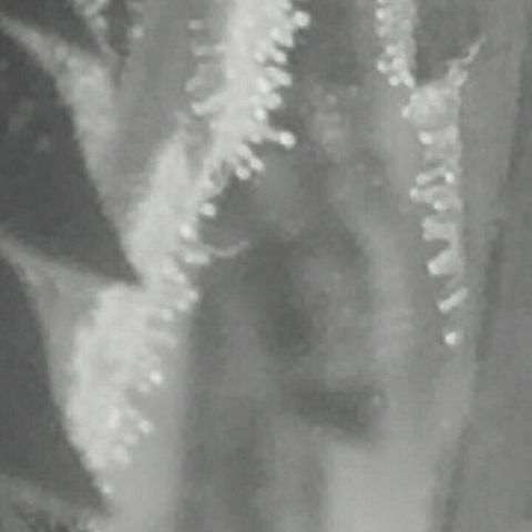 W6 #4 growlog timeline photo