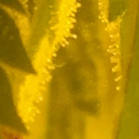 W6 #4 growlog timeline photo