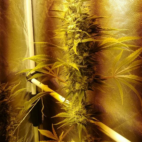 W6 #4 growlog timeline photo