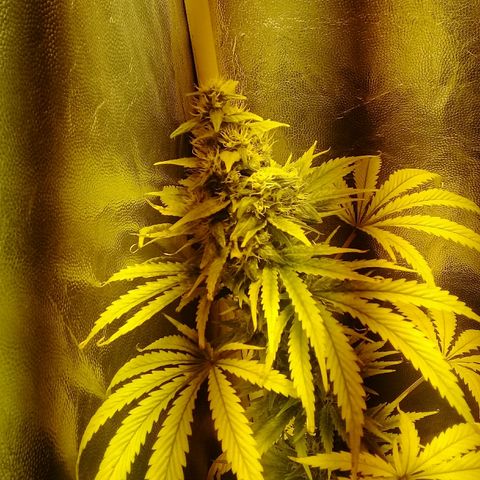 W6 #4 growlog timeline photo