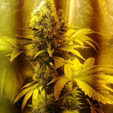 W6 #4 growlog timeline photo
