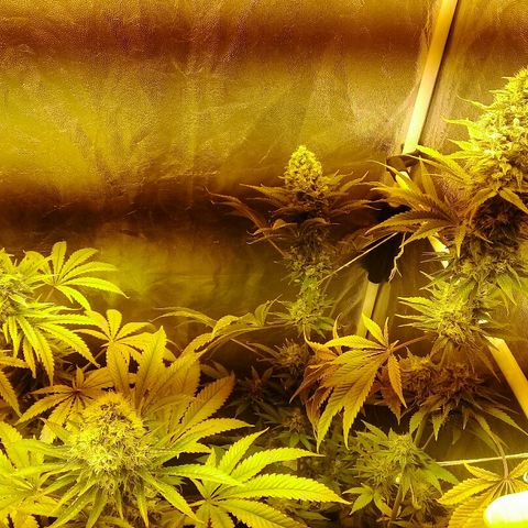 W6 #4 growlog timeline photo