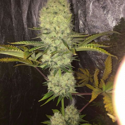 W6 #4 growlog timeline photo