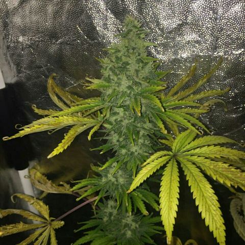W6 #4 growlog timeline photo