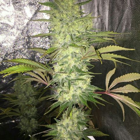 W6 #4 growlog timeline photo