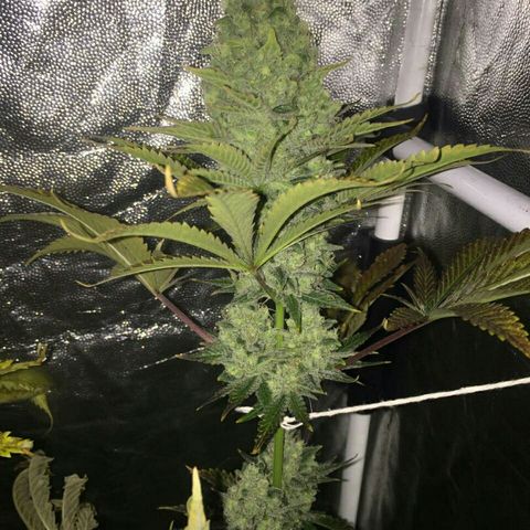 W6 #4 growlog timeline photo