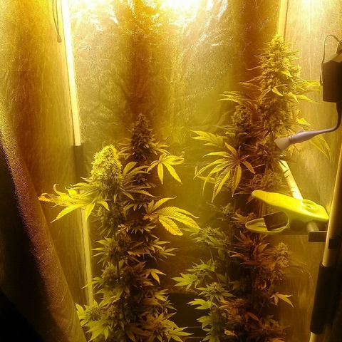 W6 #4 growlog timeline photo