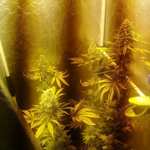 W6 #4 growlog timeline photo