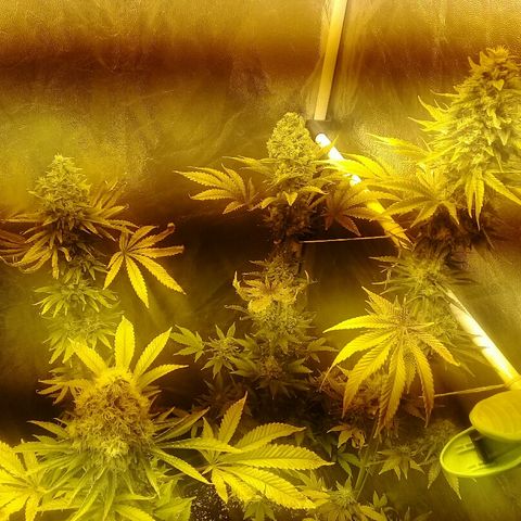 W6 #4 growlog timeline photo