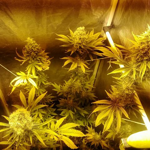 W6 #4 growlog timeline photo
