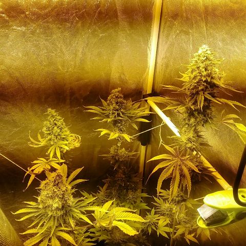 W6 #4 growlog timeline photo