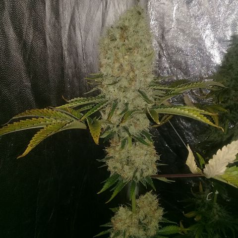 W6 #4 growlog timeline photo