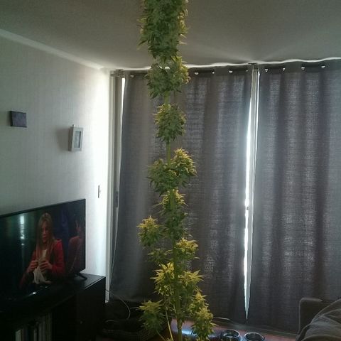 W6 #4 growlog timeline photo