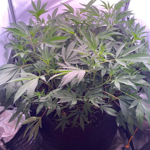 Sour Animal - 4/10/24 growlog timeline photo