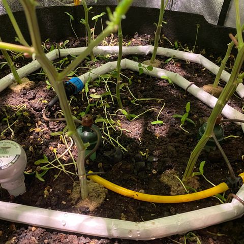Sour Animal - 4/10/24 growlog timeline photo