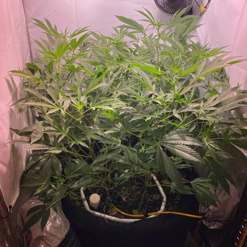 Sour Animal - 4/10/24 growlog timeline photo
