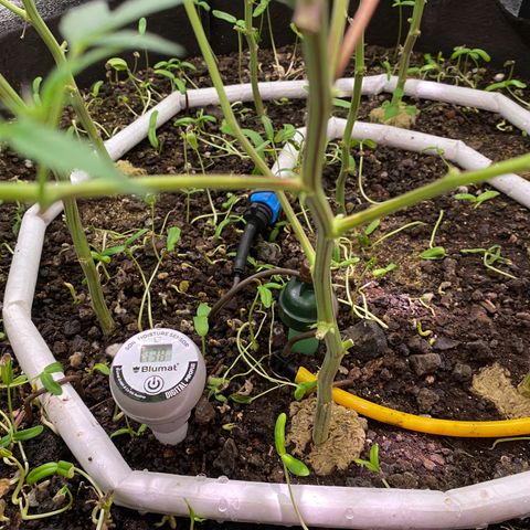 Sour Animal - 4/10/24 growlog timeline photo