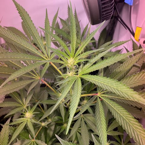 Sour Animal - 4/10/24 growlog photo: Stretching has slowed way down, almost pau I think. Tallest is about 14” from light hood. Trichomes starting to form.  