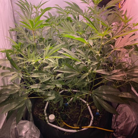 Sour Animal - 4/10/24 growlog photo: Stretching has slowed way down, almost pau I think. Tallest is about 14” from light hood. Trichomes starting to form.  