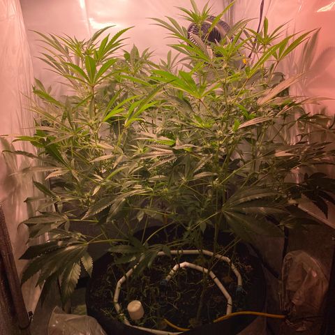 Sour Animal - 4/10/24 growlog timeline photo