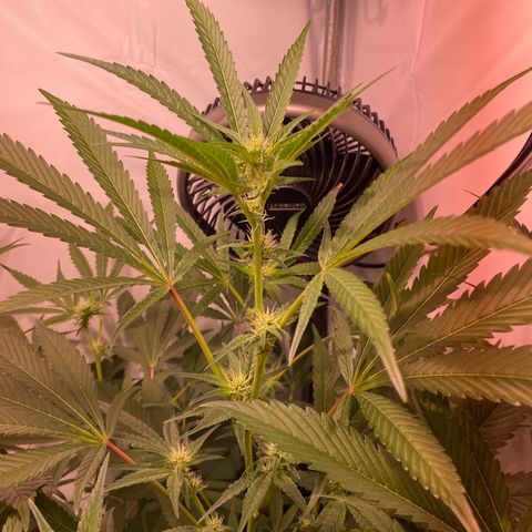 Sour Animal - 4/10/24 growlog timeline photo