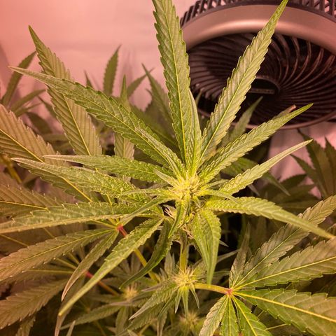 Sour Animal - 4/10/24 growlog timeline photo