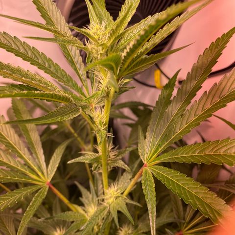 Sour Animal - 4/10/24 growlog timeline photo