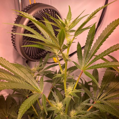 Sour Animal - 4/10/24 growlog timeline photo
